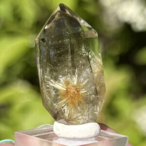 Golden Rutile "Flowers" in Gardenquartz fra Brasil