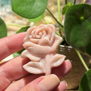 Rosa Opal Rose